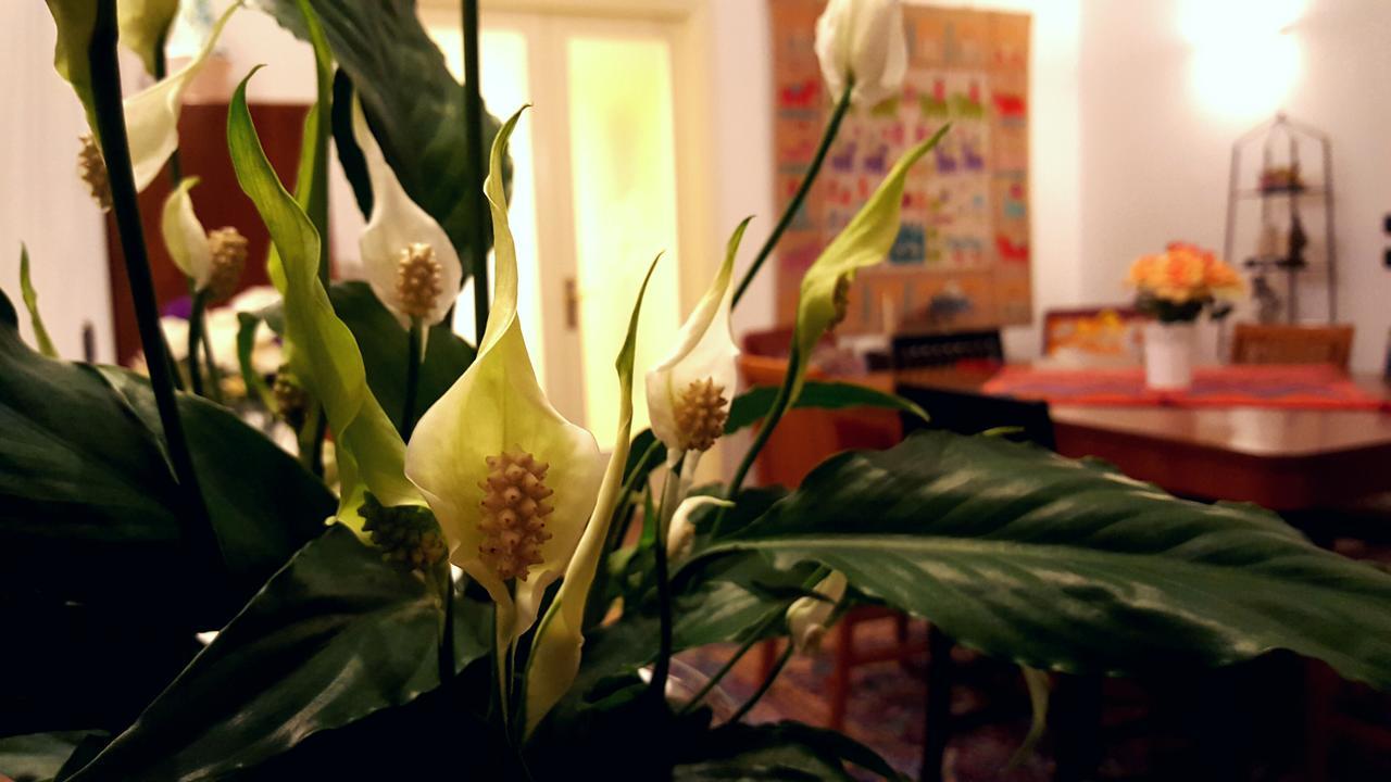 莱切Attico Barocco住宿加早餐旅馆 外观 照片